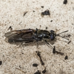 Hermetia illucens (American Soldier Fly) at Higgins, ACT - 3 Mar 2020 by AlisonMilton