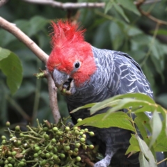 Callocephalon fimbriatum (Gang-gang Cockatoo) at Ainslie, ACT - 3 Mar 2020 by jb2602