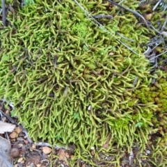 Triquetrella (A trailing moss) at Mount Ainslie to Black Mountain - 7 Jun 2020 by JanetRussell