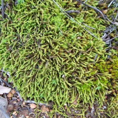 Triquetrella (A trailing moss) at Campbell, ACT - 7 Jun 2020 by JanetRussell