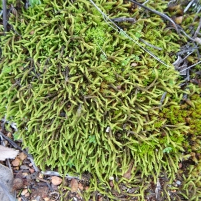 Triquetrella (A trailing moss) at Mount Ainslie to Black Mountain - 7 Jun 2020 by JanetRussell