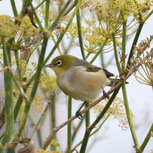 Zosterops lateralis at Fyshwick, ACT - 3 Mar 2020