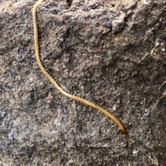 Geophilomorpha sp. (order) (Earth or soil centipede) at Aranda, ACT - 10 Jun 2020 by KMcCue