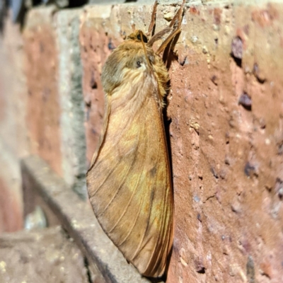 Oxycanus silvanus (Pale Oxycanus) at Kambah, ACT - 10 Jun 2020 by HelenCross