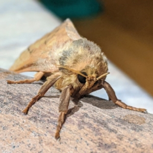 Oxycanus silvanus at Kambah, ACT - 10 Jun 2020