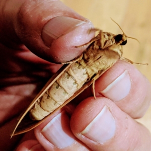 Oxycanus silvanus at Kambah, ACT - 10 Jun 2020