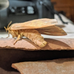 Oxycanus silvanus at Kambah, ACT - 10 Jun 2020