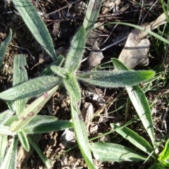 Plantago lanceolata (Ribwort Plantain, Lamb's Tongues) at Majura, ACT - 5 Jun 2020 by JanetRussell