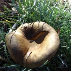 Phylloporus sp. (Phylloporus sp.) at Campbell Park Woodland - 5 Jun 2020 by JanetRussell