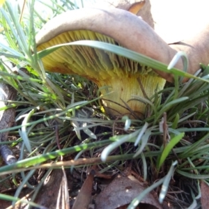 Phylloporus sp. at Majura, ACT - 5 Jun 2020