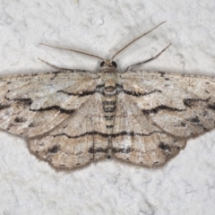 Ectropis (genus) (An engrailed moth) at Ainslie, ACT - 18 Mar 2020 by jbromilow50