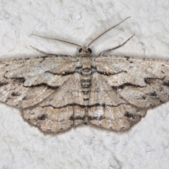 Ectropis (genus) (An engrailed moth) at Ainslie, ACT - 18 Mar 2020 by jb2602