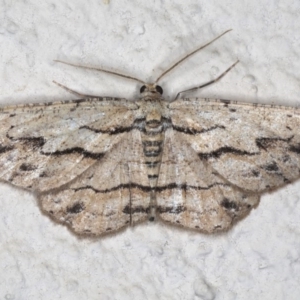 Ectropis (genus) at Ainslie, ACT - 18 Mar 2020