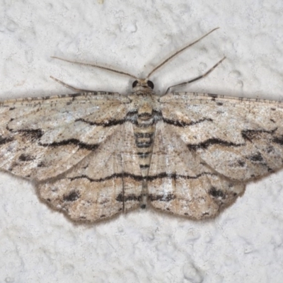 Ectropis (genus) (An engrailed moth) at Ainslie, ACT - 18 Mar 2020 by jbromilow50