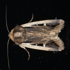 Proteuxoa tortisigna (Streaked Rictonis Moth) at Ainslie, ACT - 18 Mar 2020 by jbromilow50