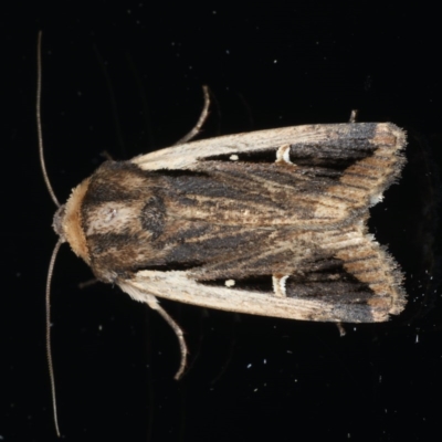 Proteuxoa tortisigna (Streaked Rictonis Moth) at Ainslie, ACT - 18 Mar 2020 by jbromilow50