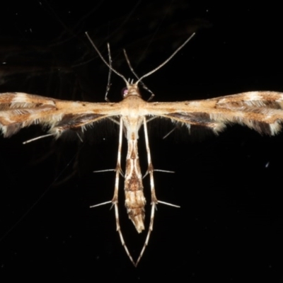 Sphenarches anisodactylus (Geranium Plume Moth) at Ainslie, ACT - 18 Mar 2020 by jb2602