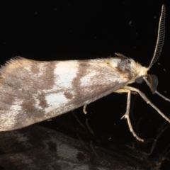 Anestia (genus) (A tiger moth) at Braddon, ACT - 18 Mar 2020 by jbromilow50