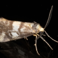 Anestia (genus) at Braddon, ACT - 18 Mar 2020