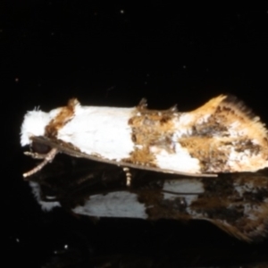 Monopis meliorella at Ainslie, ACT - 18 Mar 2020