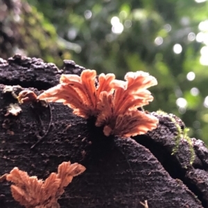 Schizophyllum commune at Wattamolla, NSW - 10 Jun 2020 02:56 AM