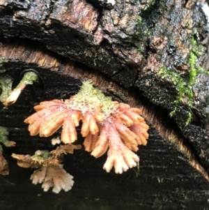 Schizophyllum commune at Wattamolla, NSW - 10 Jun 2020 02:56 AM