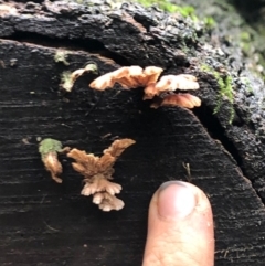 Schizophyllum commune at Wattamolla, NSW - 10 Jun 2020 02:56 AM