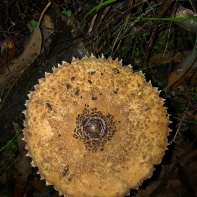 Macrolepiota clelandii (Macrolepiota clelandii) at Wattamolla, NSW - 8 Jun 2020 by WattaWanderer