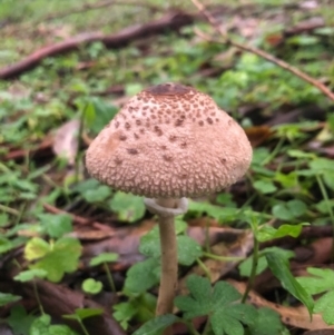 Macrolepiota clelandii at Wattamolla, NSW - 9 Jun 2020