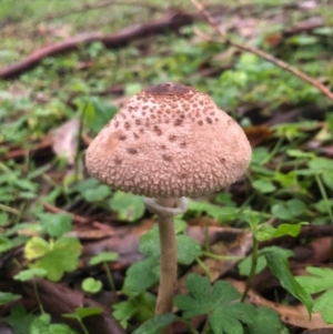 Macrolepiota clelandii at Wattamolla, NSW - 9 Jun 2020 09:18 PM