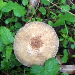 Macrolepiota clelandii at Wattamolla, NSW - 9 Jun 2020