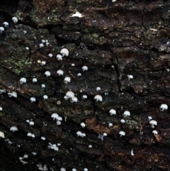 Xeromphalina sp. at Wattamolla, NSW - 9 Jun 2020 by WattaWanderer