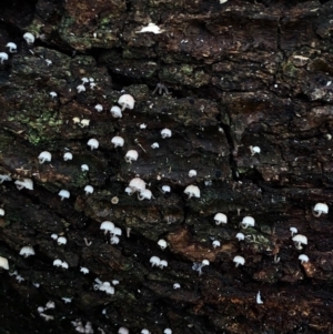 Xeromphalina sp. at Wattamolla, NSW - 10 Jun 2020