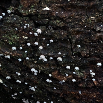 Xeromphalina sp. at Wattamolla, NSW - 10 Jun 2020 by WattaWanderer