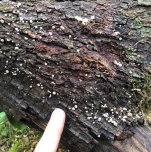 Xeromphalina sp. at Wattamolla, NSW - 10 Jun 2020