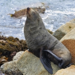 Arctocephalus pusillus doriferus (Australian Fur-seal) at Narooma, NSW - 12 Oct 2012 by AndrewMcCutcheon