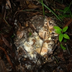 Unidentified Fungus at Wattamolla, NSW - 8 Jun 2020 by WattaWanderer