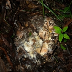 Unverified Fungus at Wattamolla, NSW - 9 Jun 2020 by WattaWanderer