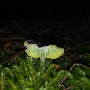 Humidicutis helicoides at Wattamolla, NSW - 8 Jun 2020 06:37 AM