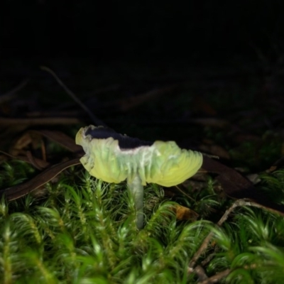 Humidicutis helicoides at Wattamolla, NSW - 7 Jun 2020 by WattaWanderer