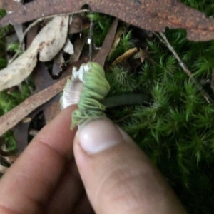 Humidicutis helicoides at Wattamolla, NSW - 8 Jun 2020