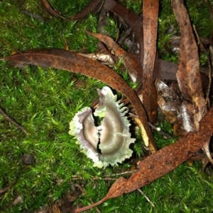 Humidicutis helicoides at Wattamolla, NSW - 8 Jun 2020