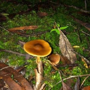 Agarics gilled fungi at Wattamolla, NSW - 9 Jun 2020 06:55 AM