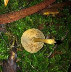 Agarics gilled fungi at Wattamolla, NSW - 9 Jun 2020 06:55 AM