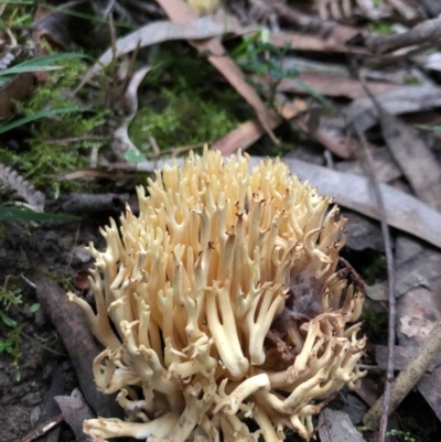 Ramaria sp. (A Coral fungus) at Wattamolla, NSW - 7 Jun 2020 by WattaWanderer