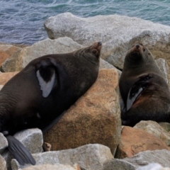 Arctocephalus forsteri (New Zealand Fur Seal) at Narooma, NSW - 12 Oct 2012 by AndrewMcCutcheon