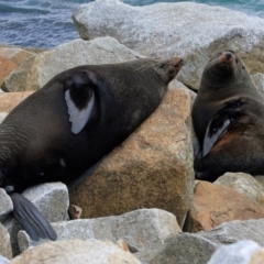 Arctocephalus forsteri at Narooma, NSW - 12 Oct 2012 10:36 AM