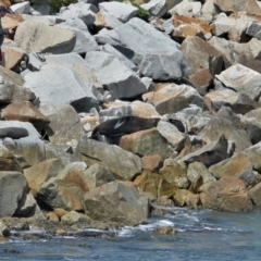 Arctocephalus forsteri at Narooma, NSW - 12 Oct 2012