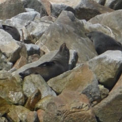 Arctocephalus forsteri at Narooma, NSW - 12 Oct 2012