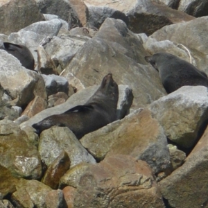 Arctocephalus forsteri at Narooma, NSW - 12 Oct 2012